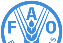 FAO UYARIYOR: KÜRESEL GIDA GÜVENLİĞİ TEHDİT ALTINDA