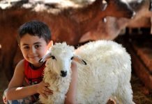 HAYVAN İTHALATINDA KONTROL BELGESİ DÖNEMİ BAŞLIYOR