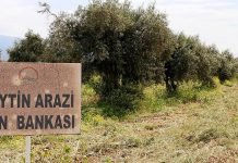 ZEYTİN ÇEŞİTLERİNE GEN BANKASI GÜVENCESİ GELİYOR
