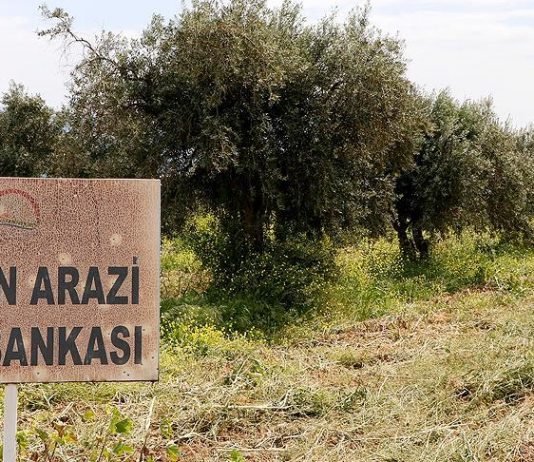 ZEYTİN ÇEŞİTLERİNE GEN BANKASI GÜVENCESİ GELİYOR