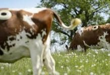 KANÜLLÜ İNEK DEHŞETİ