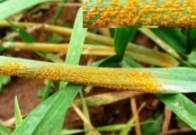 BUĞDAY PASI İLE MÜCADELE BAŞLIYOR!