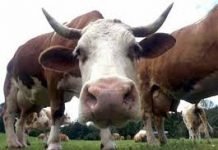 BAKANLIKTAN DELİ DANA AÇIKLAMASI