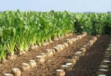 CARGİLL’DEN ŞEKER KURUMU YANITI: “EN UFAK ETKİMİZ SÖZ KONUSU OLAMAZ”