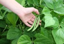 BİLECİK’DE ‘PAZARYERİ BONCUĞU’ KAZANDIRIYOR