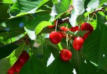 ‘DALBASTI’ KAZANDIRIYOR