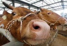 ‘DELİ DANA’YA YALANLAMA