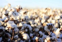 PAMUKTA REKOLTE BEKLENTİSİ ÇOK YÜKSEK