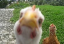 JAPONLAR İÇİN EN ‘UMAMİ’ TAVUK BİZDE