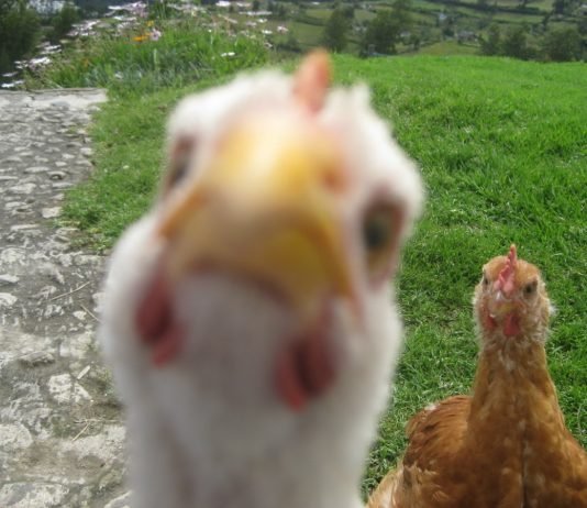 JAPONLAR İÇİN EN ‘UMAMİ’ TAVUK BİZDE