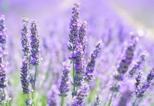 Sahilde Lavanta Üretimi