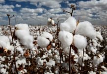 Mozambik’de Türk Pamuğu