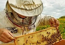 Arılar Olmazsa İnsanoğlu Yalnızca Dört Yıl Yaşayabilir arılar