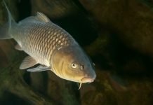 Başkentte Sazan Ekimi Yapılacak