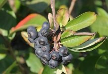 Aronya Yalova’nın ‘iksir’i olacak