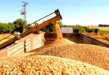 Küresel Hububat Üretiminde Rekor Beklentisi! hububat1