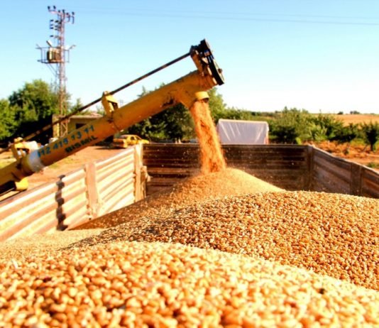 Küresel Hububat Üretiminde Rekor Beklentisi! hububat1