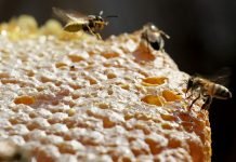 Van’ın karakovan balı, Arap ülkelerinin gözdesi