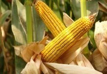 Bakan Pakdemirli’den mısır üreticilerine müjde: