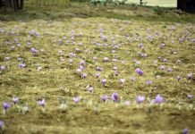 “Safran” üreticisinin yüzünü güldürdü!