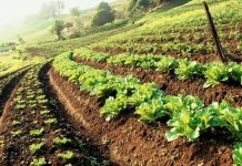 67 ülkenin yer aldığı dünyanın en kapsamlı “Gıda Sürdürülebilirlik Endeksi” yayınlandı.