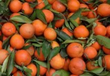 Rusya, 370 Ton Türk Mandalinasını Geri Çevirdi