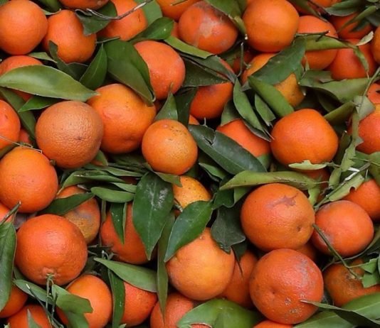 Rusya, 370 Ton Türk Mandalinasını Geri Çevirdi