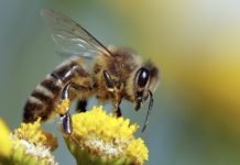 Arılar Varsa Yarınlar Var