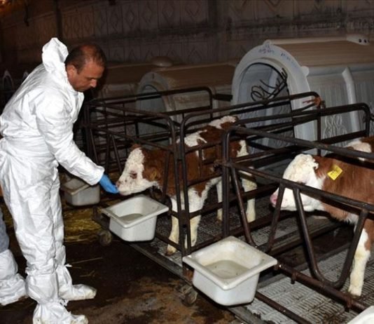 Aksaray Süt Üretiminde Markalaşmak İstiyor