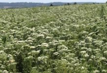 Türk Kekiğini Yabancı Otlardan Ayıklamak için Büyük Güç Birliği