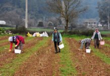 Kadın Yönetici Kariyerini Bırakıp Kuşkonmaz Üreticisi Oldu
