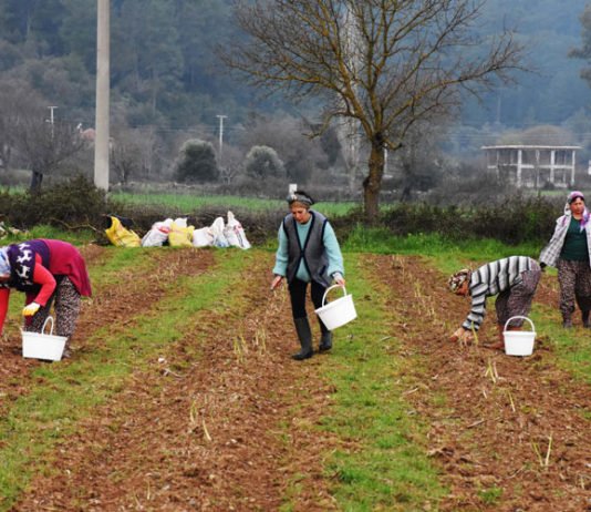 Kadın Yönetici Kariyerini Bırakıp Kuşkonmaz Üreticisi Oldu