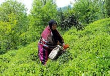 Gürcistan Sınırının Kapatılması Nedeniyle Çay Hasadı Covid-19’a Takılabilir