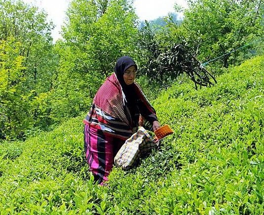Gürcistan Sınırının Kapatılması Nedeniyle Çay Hasadı Covid-19’a Takılabilir