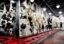 Rapor: 2040 yılında etlerin %60’ı hayvanlardan gelmeyecek mezbahane