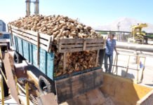 Pancar Üreticisine 14 Milyon 812 Bin Lira Avans Ödemesi Yapıldı