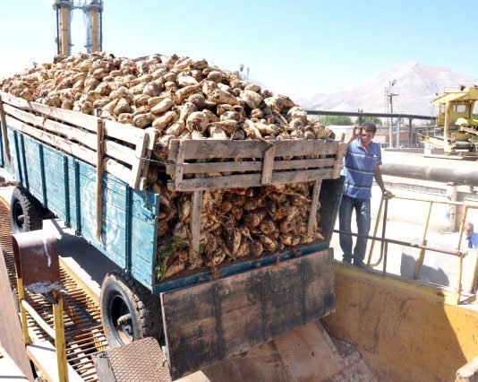 Pancar Üreticisine 14 Milyon 812 Bin Lira Avans Ödemesi Yapıldı