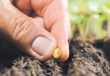 Koronavirüs Etkisiyle Yerli ve Milli Tohum Kullanımı Artacak yerli ve milli tohum