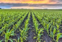 Cargill Salgın Döneminde Üretime Devam Eden Kahraman Çiftçileri Yalnız Bırakmadı cargill