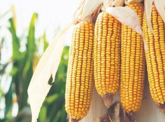 Cargill Online Bereket Eğitimi Veriyor cargill