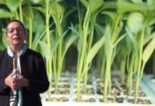 Ata Tohumlar Toprakla Buluştu Çoğaltılarak Üreticilere Dağıtılacak ata_tohumlar