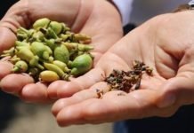 İklim Narenciyeyi Vurdu! Fiyatlar Bu Sene Cep Yakacak narenciye