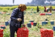 Soğan Fiyatı Tarlada 40 Kuruş