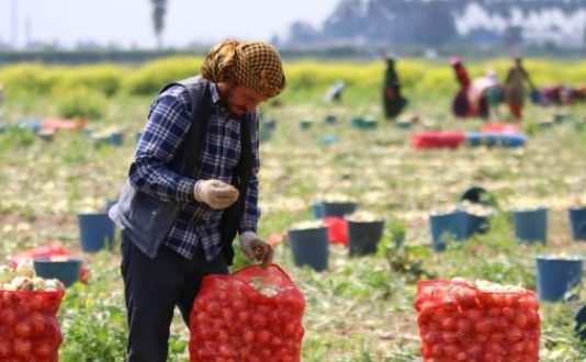 Soğan Fiyatı Tarlada 40 Kuruş