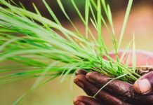 “Sosyal İzolasyon Gıda Kaybını Artırdı” Barilla_BCFN_Post_COVID19_Webinar_Gorsel2