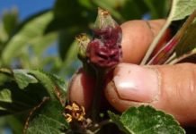 Mersin’de Sıcaklık Ani Düştü, Meyve Bahçeleri Zarar Gördü Mersin meyve bahçeleri
