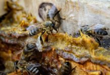 İftarda ve Sahurda Propolis Tüketerek Ramazan’ı Sağlıkla Geçirin Propolis