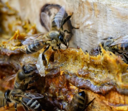 İftarda ve Sahurda Propolis Tüketerek Ramazan’ı Sağlıkla Geçirin Propolis