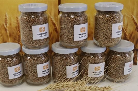 Adana’dan Irak’a Yerli Buğday Tohumu İhracatı YERLİ BUĞDAY TOHUMU