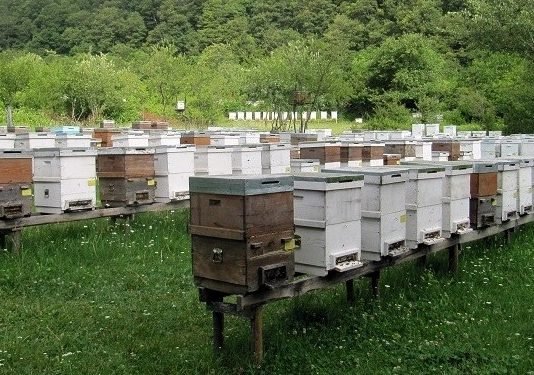 FAO’dan Üreticilere Arılı Kovan Desteği! ari-kovanlari